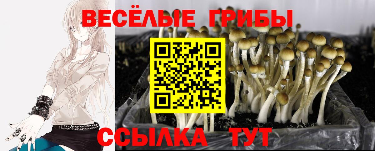 Амурск  Псилоцибиновые грибы Cubensis  Вход с VPN 